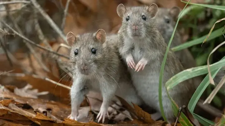 Grupul chinez FamousSparrow lansează campanie RAT în Asia Centrală