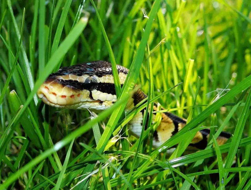 Python Dev's Lucky Escape de la catastrofa codului